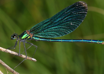 Blauflügel-Prachtlibelle (Calopteryx virgo) - © Gernot Kunz